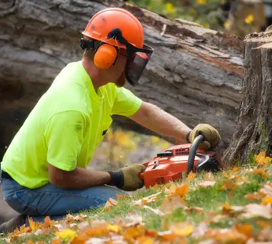 tree services Millis-Clicquot